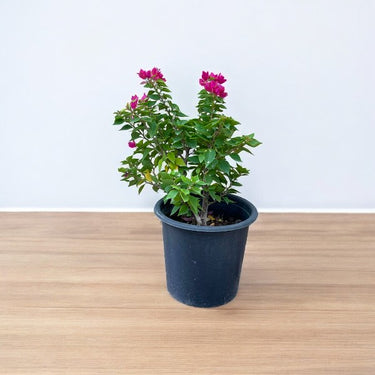 Bougainvillea - Pink Pixie